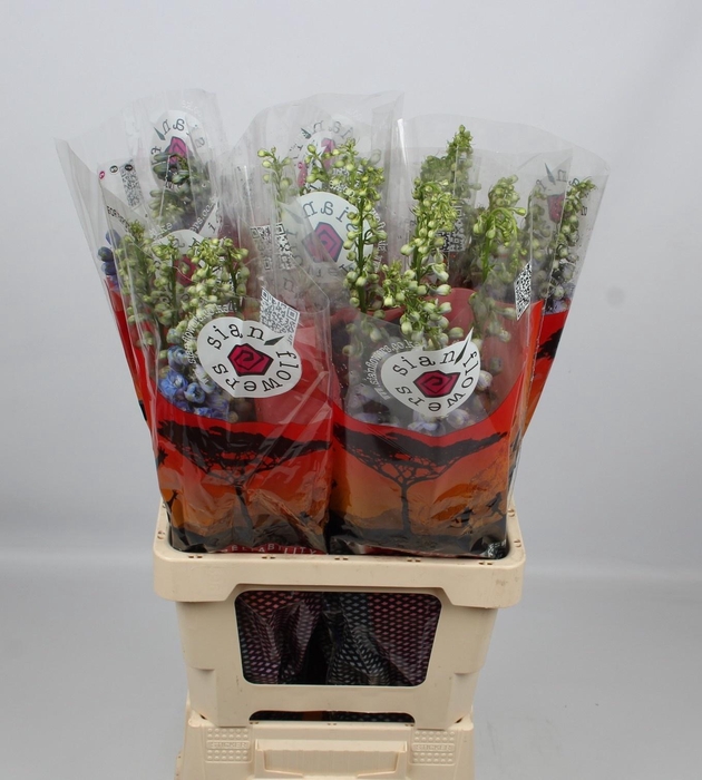 <h4>DELPH DU GUARD BLUE</h4>