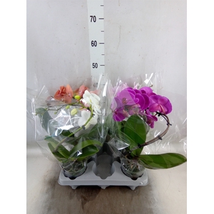 Phalaenopsis   ...mix