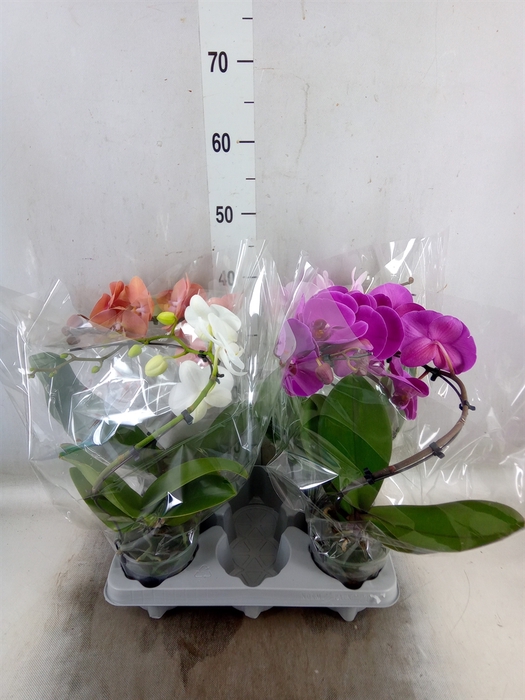 <h4>Phalaenopsis   ...mix</h4>