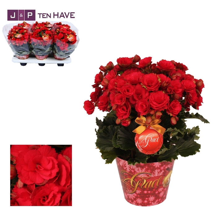 <h4>Winterbegonia Grace in Kerstpotcover rood met Grace etiket</h4>