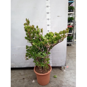 Crassula ovata