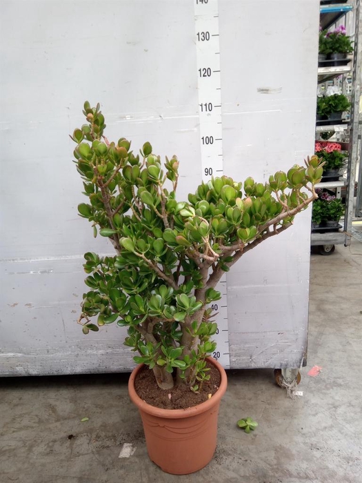 <h4>Crassula ovata</h4>