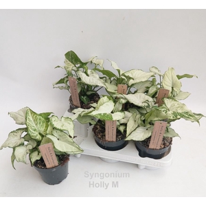 Syngonium