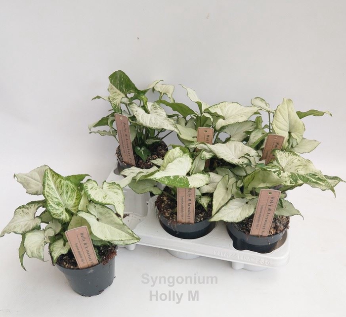 <h4>Syngonium</h4>