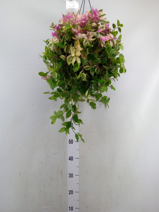 <h4>Tradescantia flum.</h4>