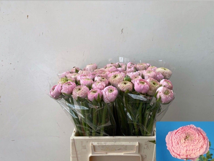 <h4>Ran Aazur Pink</h4>