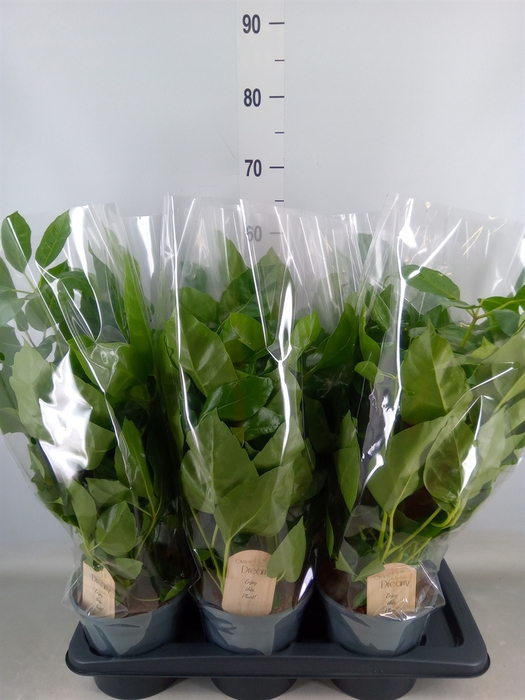 <h4>Schefflera actin.</h4>