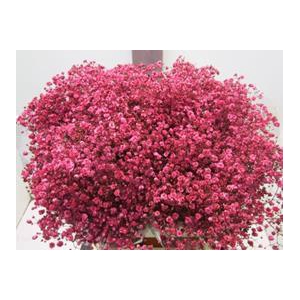 GIPSOPHILLA XLENCE CERISE H%*