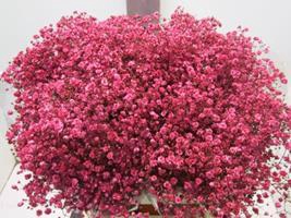 <h4>GIPSOPHILLA XLENCE CERISE H%*</h4>
