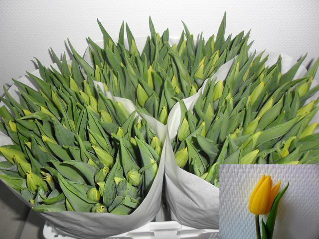 <h4>TU EN STRONG GOLD</h4>