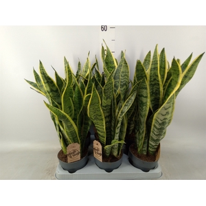 Sansevieria trifa. 'Laurentii'