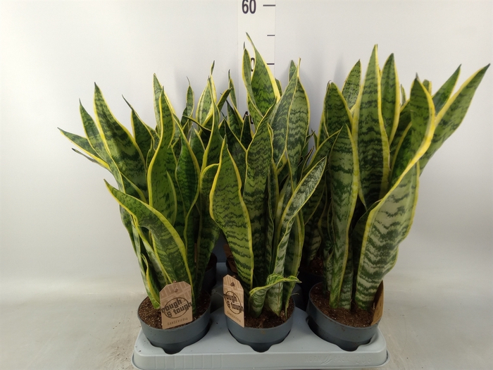 <h4>Sansevieria trifa. 'Laurentii'</h4>