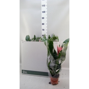Aechmea fasciata 'Primera'