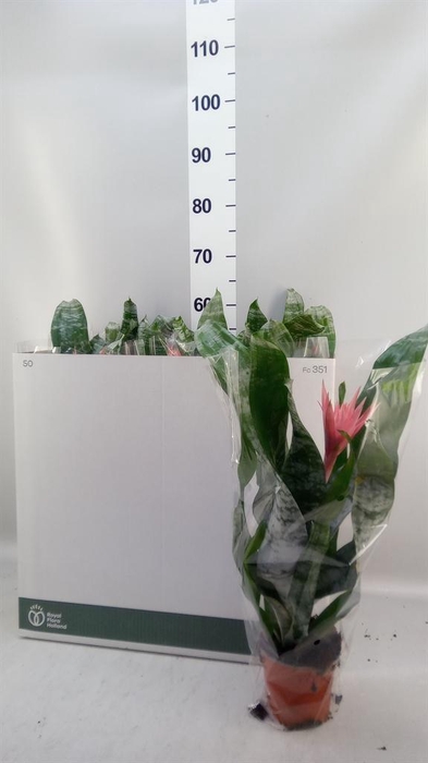 <h4>Aechmea fasciata 'Primera'</h4>