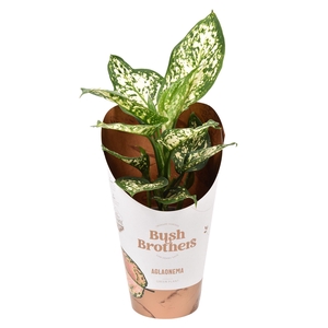 Aglaonema overig
