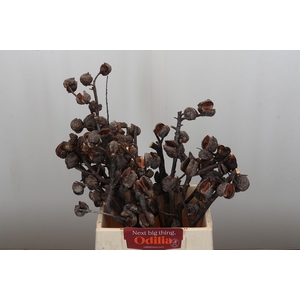 Kaaps Groen Hakea Sericea