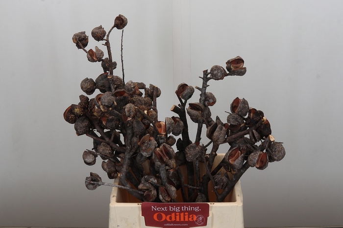 <h4>Kaaps Groen Hakea Sericea</h4>