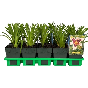Hemerocallis