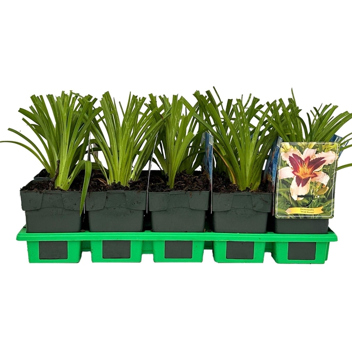 <h4>Hemerocallis</h4>