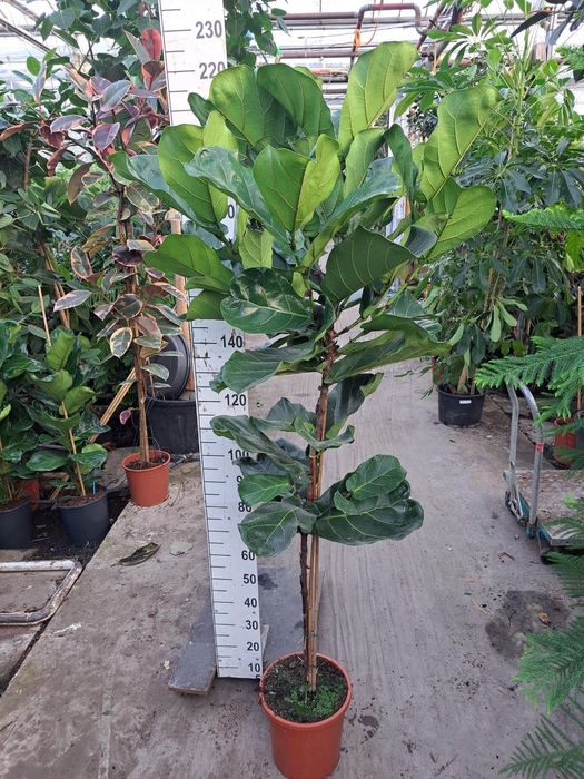 <h4>Ficus lyrata</h4>