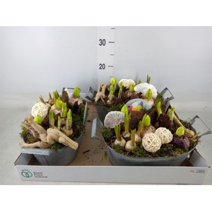 Arr.   Bol/Knolgewas L%