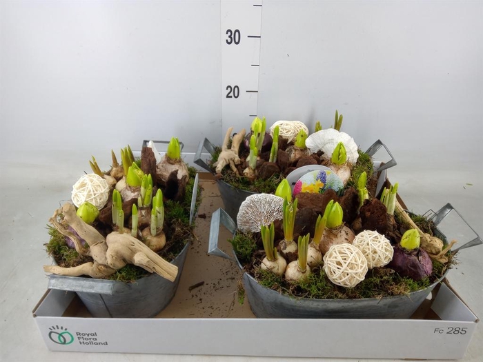 <h4>Arr.   Bol/Knolgewas L%</h4>