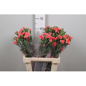 Di Tr Orange Amelie