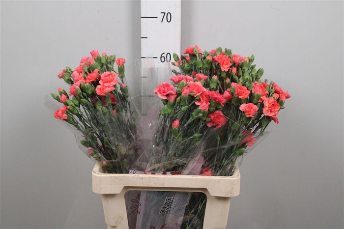 <h4>Di Tr Orange Amelie</h4>