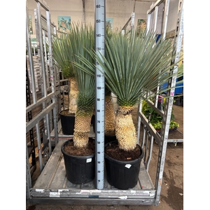 YUC ROSTRATA