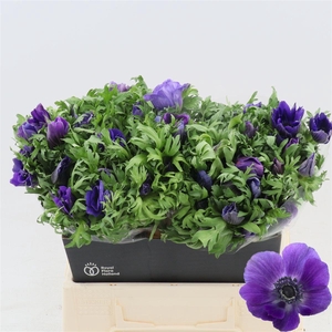 Anemone Galil Blauw