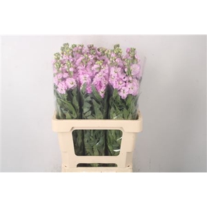 Matth Nl. Figaro Pale Pink