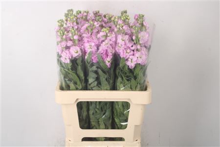Matth Nl. Figaro Pale Pink