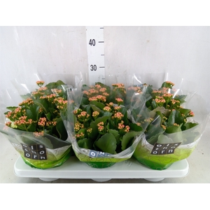 Kalanchoe blos. 'Davis Pink'