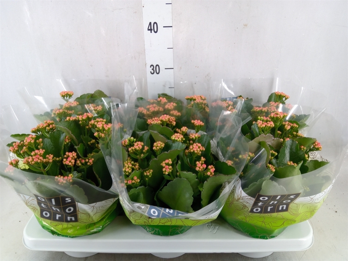 <h4>Kalanchoe blos. 'Davis Pink'</h4>