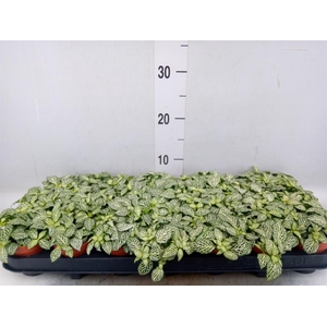 Fittonia  'Mosaic Whisper'