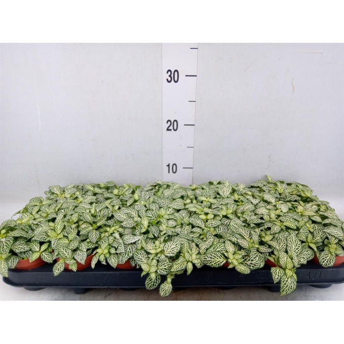 <h4>Fittonia  'Mosaic Whisper'</h4>