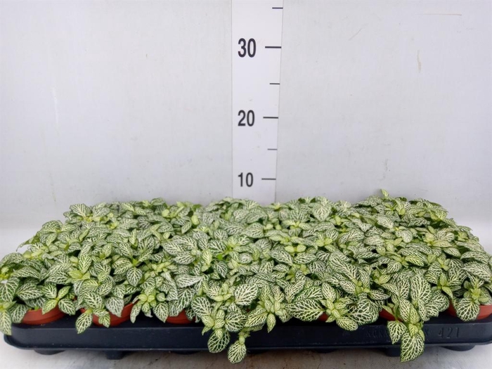 <h4>Fittonia  'Mosaic Whisper'</h4>