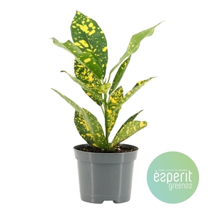 Codiaeum variegatum Gold Sun