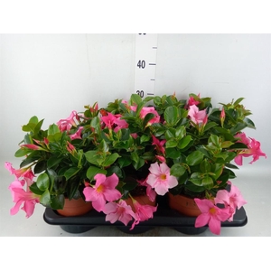 Mandevilla sand. 'Rio Pink'