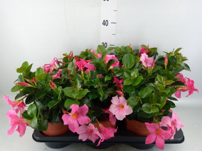<h4>Mandevilla sand. 'Rio Pink'</h4>