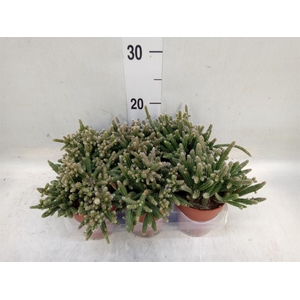 Rhipsalis baccifera subsp. horrida