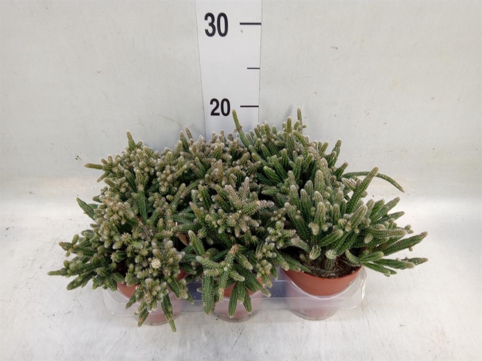 <h4>Rhipsalis baccifera subsp. horrida</h4>