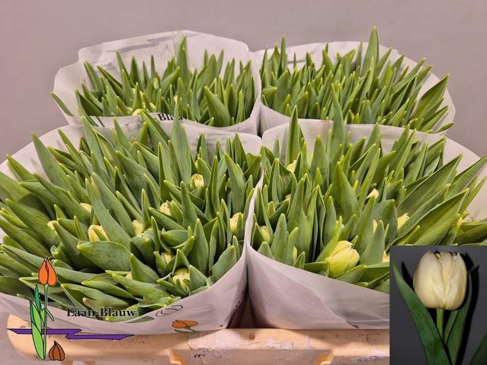 <h4>TU DU VERONA</h4>