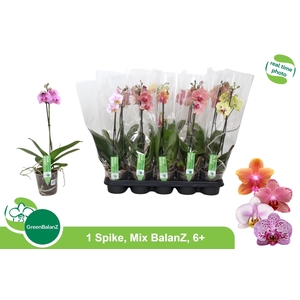 PHAL GEM