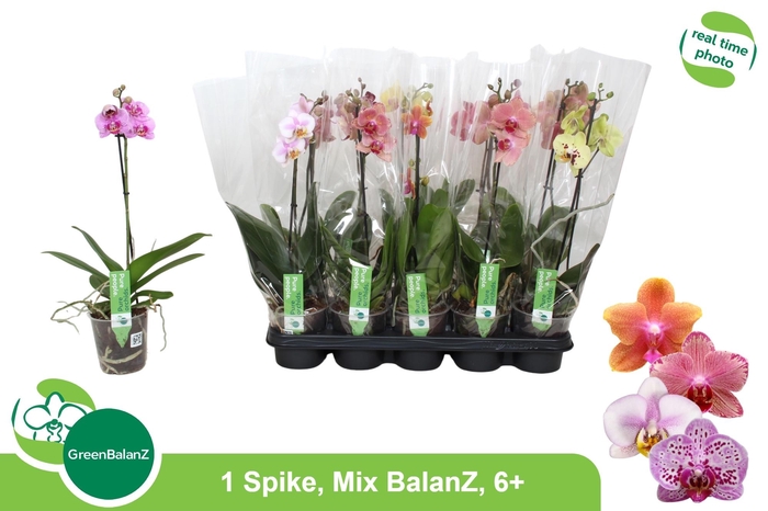 <h4>PHAL GEM</h4>