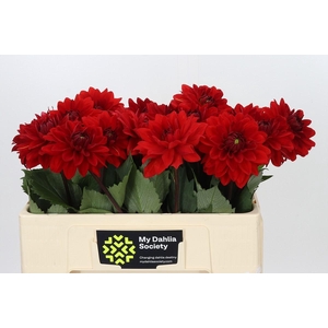 Dahlia Heatwave