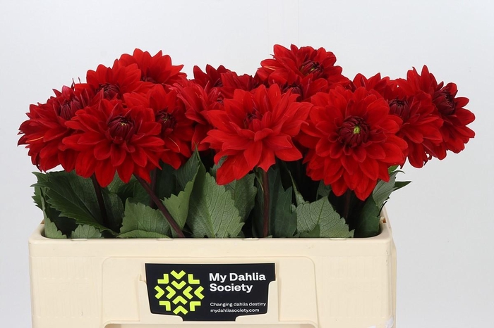 <h4>Dahlia Heatwave</h4>