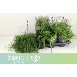 RHIPSALIS GEM