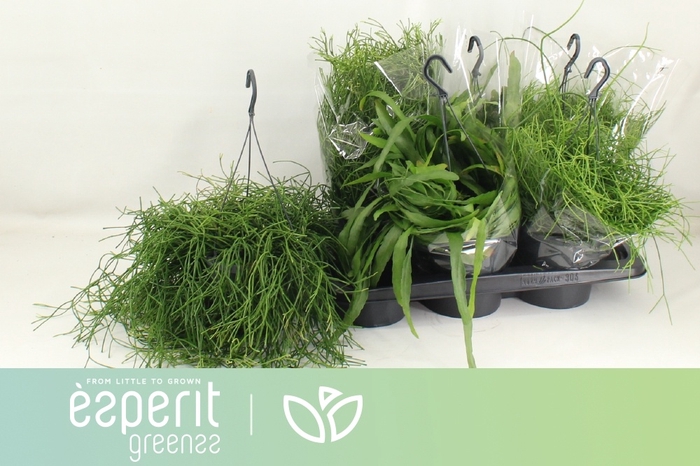 <h4>RHIPSALIS GEM</h4>