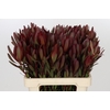 Leucadendron Saf Sunset Dark R.Spray